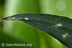 C103852: Ei eines Insekts