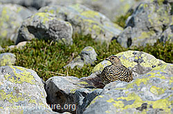 C104374: Schneehuhn (Lagopus mutus, Weibchen) auf Fels