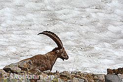 C104426: Ruhender Steinbock (Capra ibex)