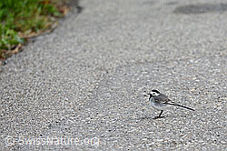Bachstelze (Motacilla alba) auf Strasse (C104462) Bachstelze (Motacilla alba) auf Strasse (C104462)