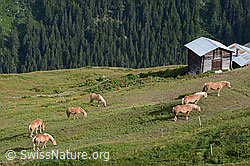 Foto: Hauspferde (Equus caballus)