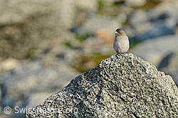 Foto: Schneesperling (Montifringilla nivalis) auf Felsblock