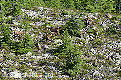 C106418: Gämsen (Rupicapra rupicapra) im lichten Lärchenwald