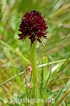 Foto: Schwarzes Männertreu (Nigritella rhellicani), Blütenstand und Stängel