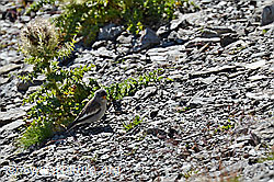 Foto: Schneefink (Montifringilla nivalis)