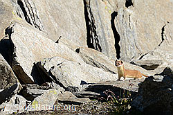 Photo: Hermelin (Jungtier) auf Felsplatte