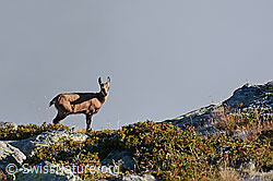 C108849: Gämse (Rupicapra rupicapra) in alpiner Umgebung