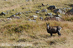 C109227: Gämse (Rupicapra rupicapra) auf herbstlich gefärbter Alpweide