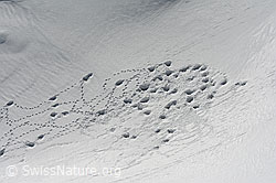 C110844: Schneehuhn-Höhlen im Neuschnee