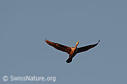 Foto: Kormoran (Phalacrocorax carbo) im Flug
