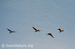 Foto: Fliegende Kormorane (Phalacrocorax carbo)