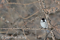Foto: Mönchsmeise (Poecile montanus)