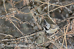 Photo: Haubenmeise