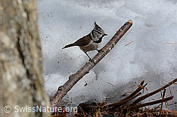 Photo: Haubenmeise