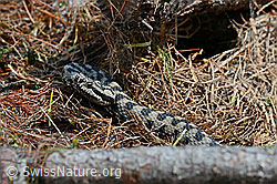 Foto: Aspisviper (Vipera aspis)