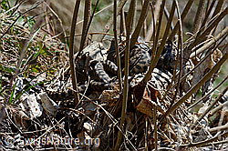 Foto: Aspisvipern (Vipera aspis) bei der Paarung