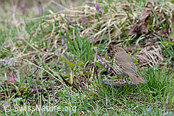 Photo: Misteldrossel (Turdus viscivorus)