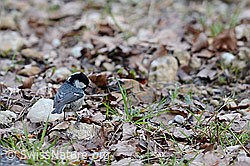 Foto: Tannenmeise (Periparus ater)