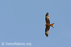 C114416: Raubvogel am blauen Himmel