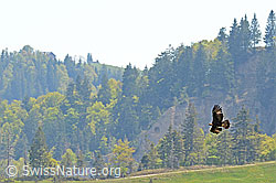 Foto: Steinadler im Vorbeiflug