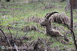 C114639: Am Boden liegender Steinbock