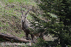 C114689: Steinbock (Capra ibex) neben Tanne