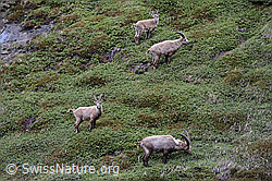 C114764: Grasende Steinböcke