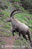 C114774: Kräftiger Steinbock (Capra ibex) kreuzt Bergweg