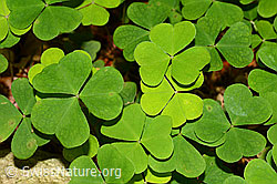 Foto: Wald-Sauerklee (Oxalis acetosella)
