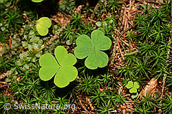 Foto: Zwei Kleeblätter