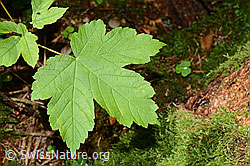 C115054: Grünes Ahornblatt