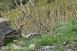 C115142: Murmeltier macht Männchen
