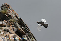C115247: Alpenschneehuhn (Lagopus mutus) im Vorbeiflug