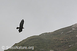 C115413: Steinadler (Aquila chrysaetos)