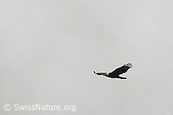 C115415: Kreisender Steinadler (Aquila chrysaetos)
