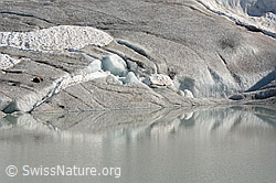 C115687: Formen in der Natur