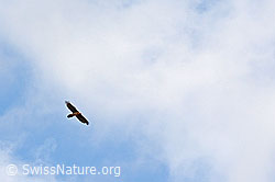 Photo: Bartgeier im Flug
