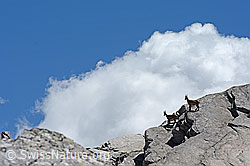 C117054: Steinböcke (Capra ibex) auf abschüssigen Felsen