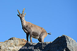 C117784: Steinbock (Capra ibex) auf Felsblock