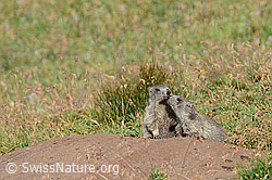 C118481: Zwei junge Murmeltiere