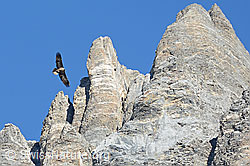 Photo: Bartgeier kreist um Felstürme