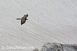 Photo: Bartgeier im Vorbeiflug