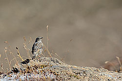 Foto: Alpenbraunelle (Prunella collaris)