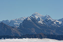 C121856: Titlis vom Rickhubel