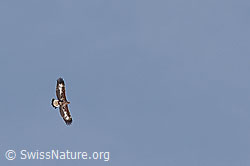 C123680: Junger Adler (Aquila chrysaetos) im Flug