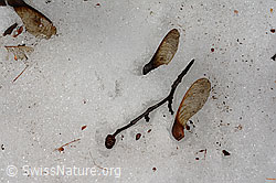 C124639: Samen des Ahorn im Schnee