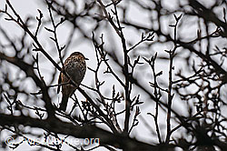 Foto: Star (Sturnus vulgaris) im Geäst sitzend