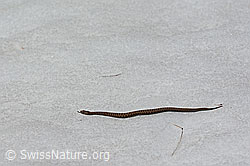 C125862: Aspisviper (Vipera aspis) auf Schneefläche