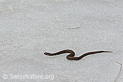 C125863: Aspisviper (Vipera aspis) bewegt sich über ein Schneefeld