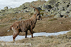 C126016: Steinbock (Capra ibex) im Winterfell
